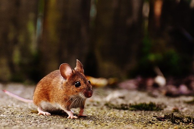 Is There A Humane Way To Deal With Mice In Your Home?
