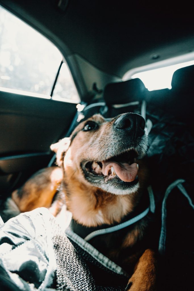 Dogs On The Road: Some Dos And Don'ts
