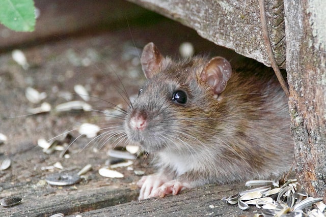 What Attracts Rodents To Your Home In The First Place?