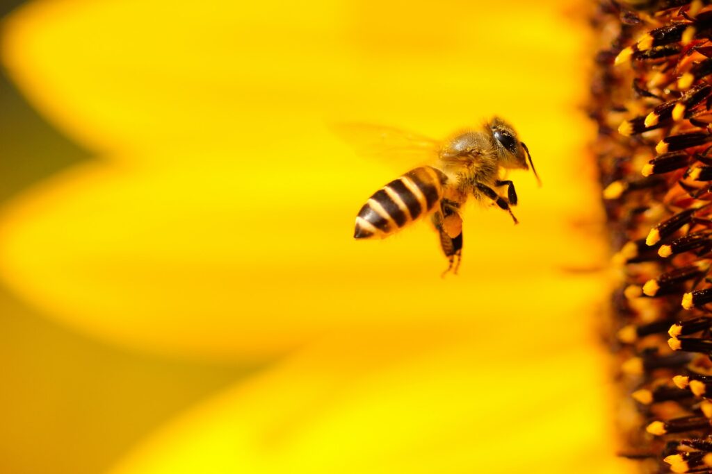 The Bee's Knees: A Buzzworthy Tale of Honey, Harms, and Heroes