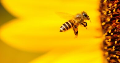 The Bee's Knees: A Buzzworthy Tale of Honey, Harms, and Heroes